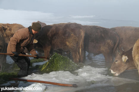 Baltayla buz kırıp hayvanlarını besliyorlar - Foto Galeri 11