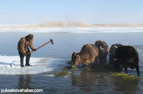 Baltayla buz kırıp hayvanlarını besliyorlar - Foto Galeri 2
