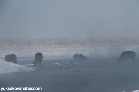 Baltayla buz kırıp hayvanlarını besliyorlar - Foto Galeri 4