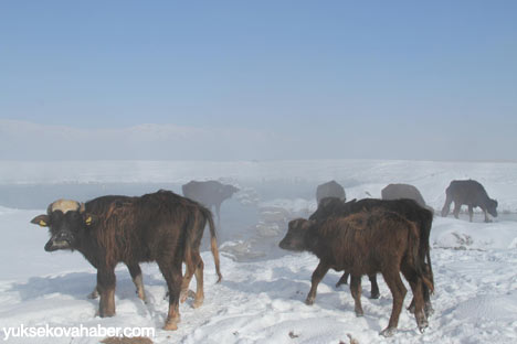 Baltayla buz kırıp hayvanlarını besliyorlar - Foto Galeri 5