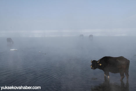 Baltayla buz kırıp hayvanlarını besliyorlar - Foto Galeri 6