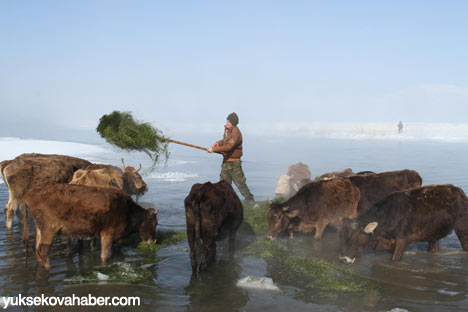 Baltayla buz kırıp hayvanlarını besliyorlar - Foto Galeri 7
