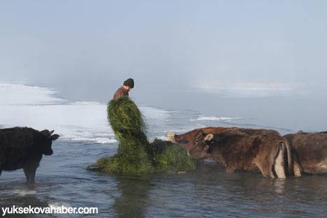 Baltayla buz kırıp hayvanlarını besliyorlar - Foto Galeri 8