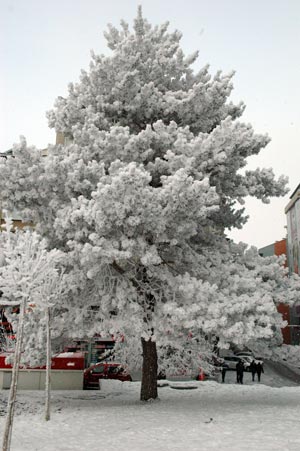 Erzurum'dan kar manzaraları 2