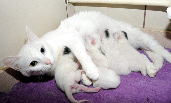 2014'ün İlk Yavru Van Kedileri 1