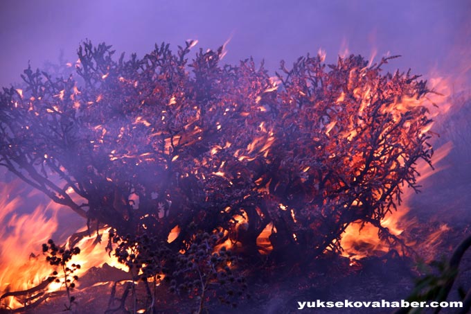 Şemdinli'de orman yangınları sürüyor 8