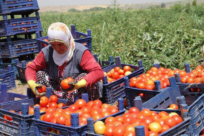 Bismil'de domates üreticileri zarar ettiklerini söylüyor 1