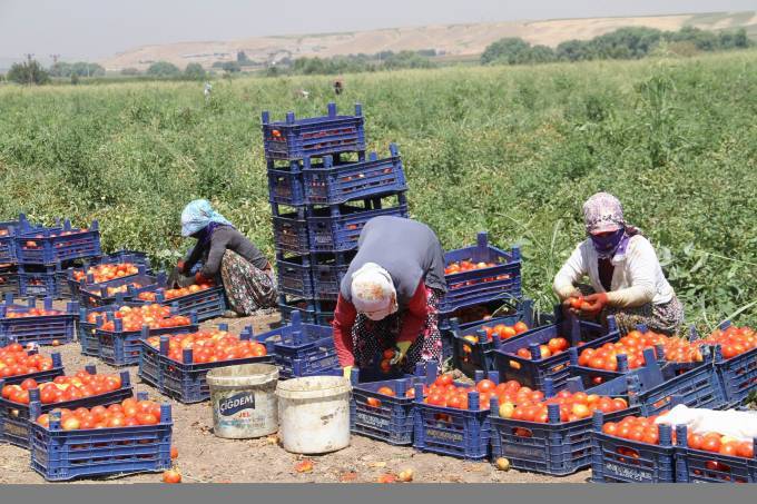 Bismil'de domates üreticileri zarar ettiklerini söylüyor 2