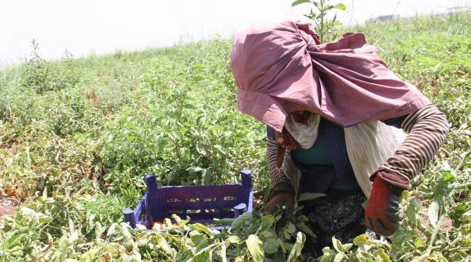 Bismil'de domates üreticileri zarar ettiklerini söylüyor 7