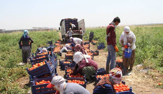 Bismil'de domates üreticileri zarar ettiklerini söylüyor 8