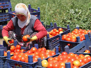 Bismil'de domates üreticileri zarar ettiklerini söylüyor
