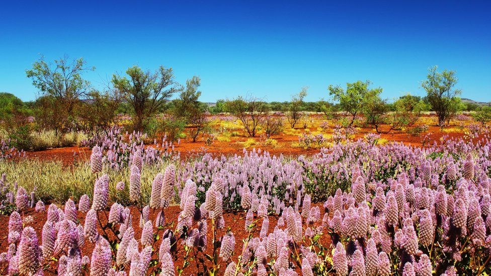 Fotoğraflarla: Dünyanın bahar renklerine bürünen çölleri 1