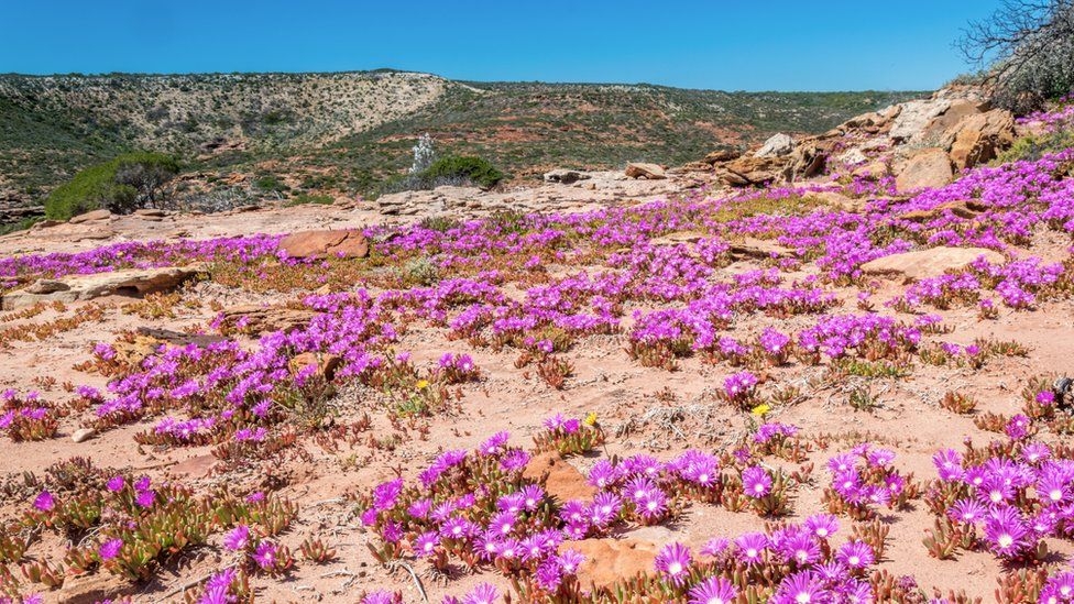 Fotoğraflarla: Dünyanın bahar renklerine bürünen çölleri 11