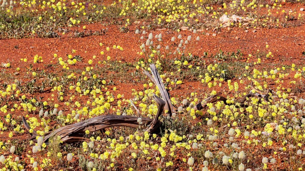Fotoğraflarla: Dünyanın bahar renklerine bürünen çölleri 12