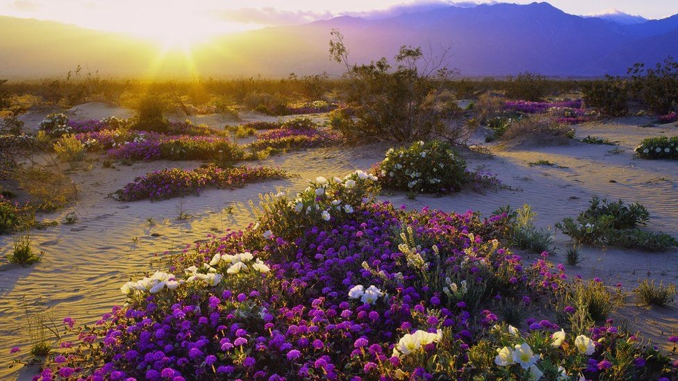 Fotoğraflarla: Dünyanın bahar renklerine bürünen çölleri 2