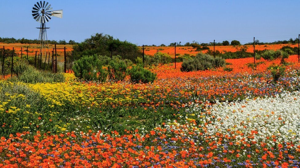 Fotoğraflarla: Dünyanın bahar renklerine bürünen çölleri 8