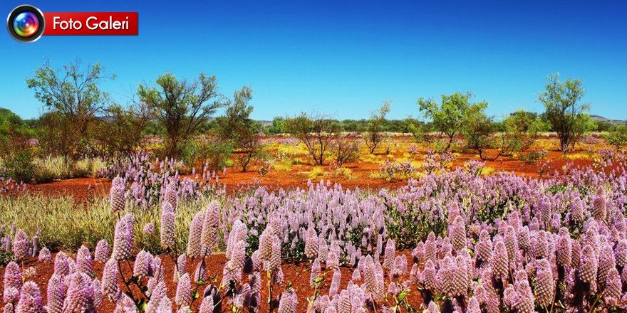 Fotoğraflarla: Dünyanın bahar renklerine bürünen çölleri