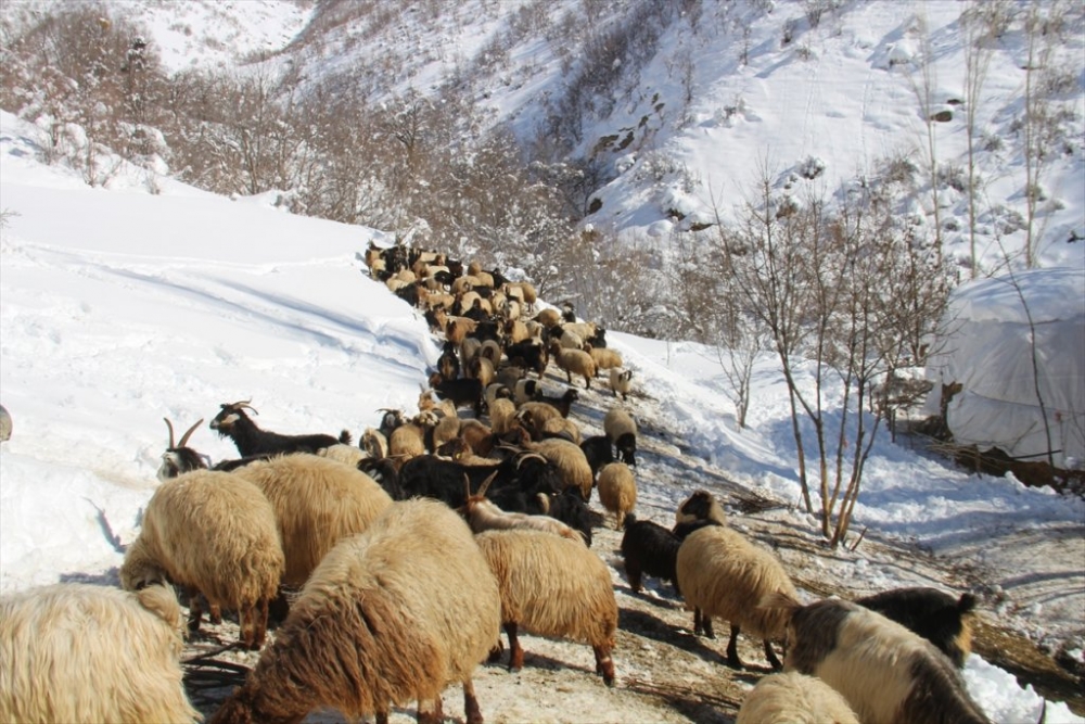 Hayvanları için dondurucu soğukta karlı tepelerden ot taşıyorlar 11