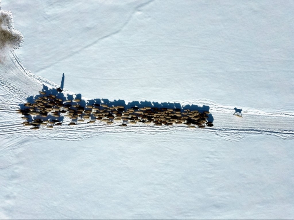 Hayvanları için dondurucu soğukta karlı tepelerden ot taşıyorlar 15