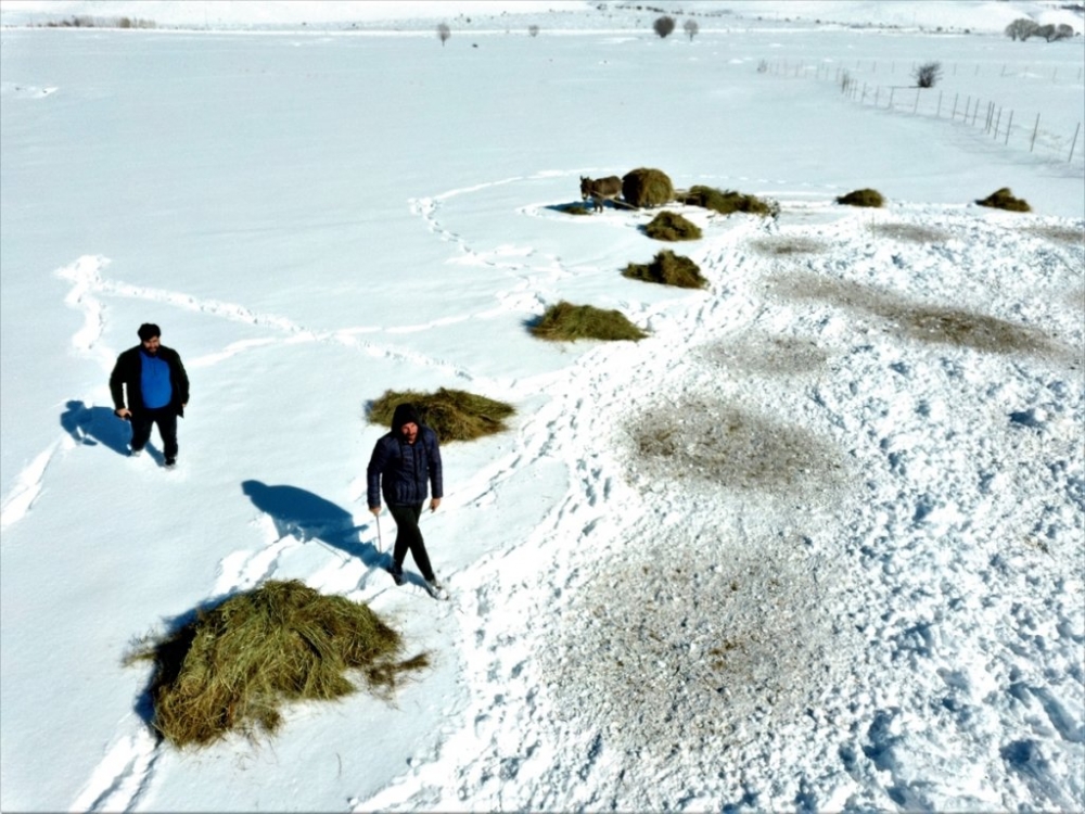Hayvanları için dondurucu soğukta karlı tepelerden ot taşıyorlar 16