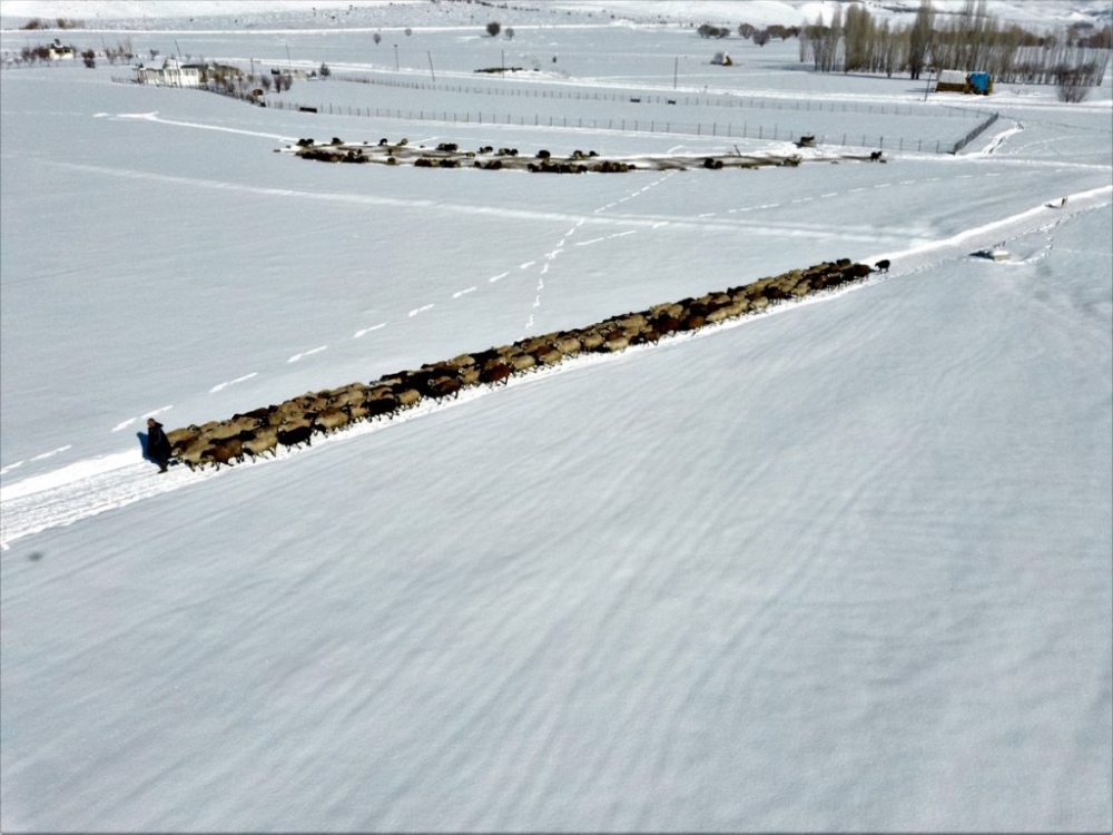 Hayvanları için dondurucu soğukta karlı tepelerden ot taşıyorlar 17