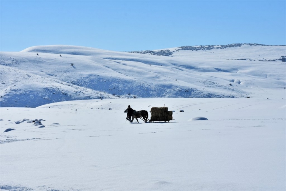 Hayvanları için dondurucu soğukta karlı tepelerden ot taşıyorlar 19