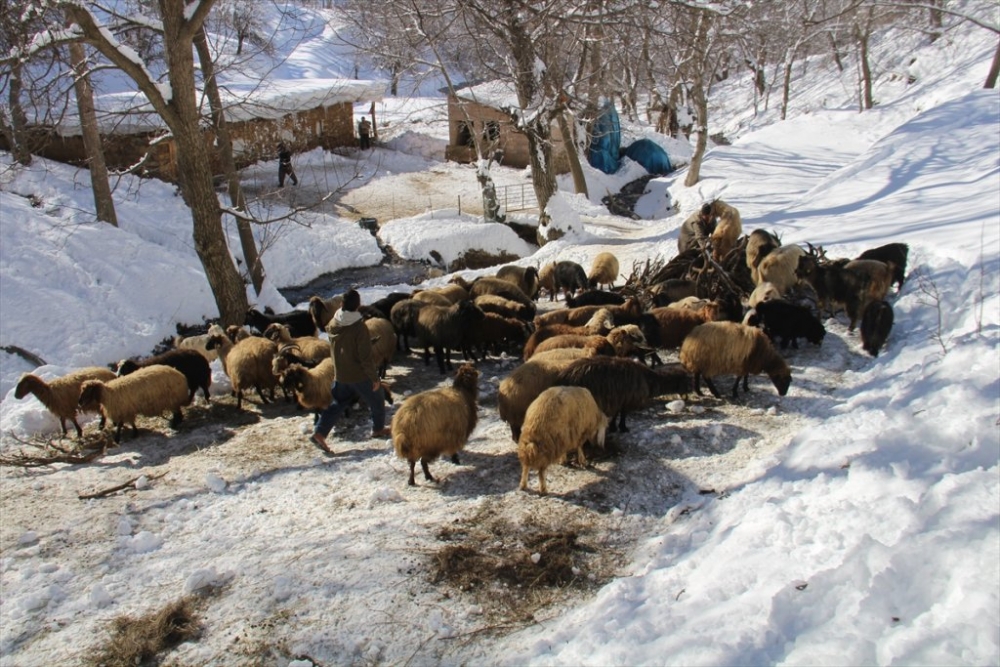 Hayvanları için dondurucu soğukta karlı tepelerden ot taşıyorlar 2