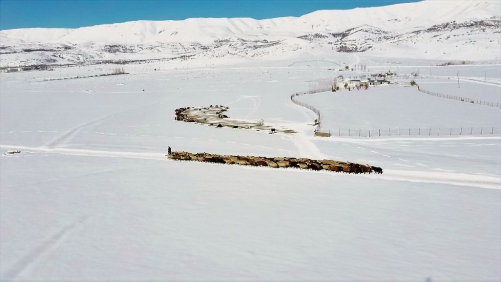 Hayvanları için dondurucu soğukta karlı tepelerden ot taşıyorlar 20
