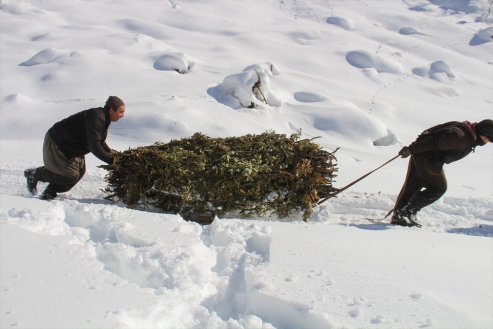 Hayvanları için dondurucu soğukta karlı tepelerden ot taşıyorlar 4