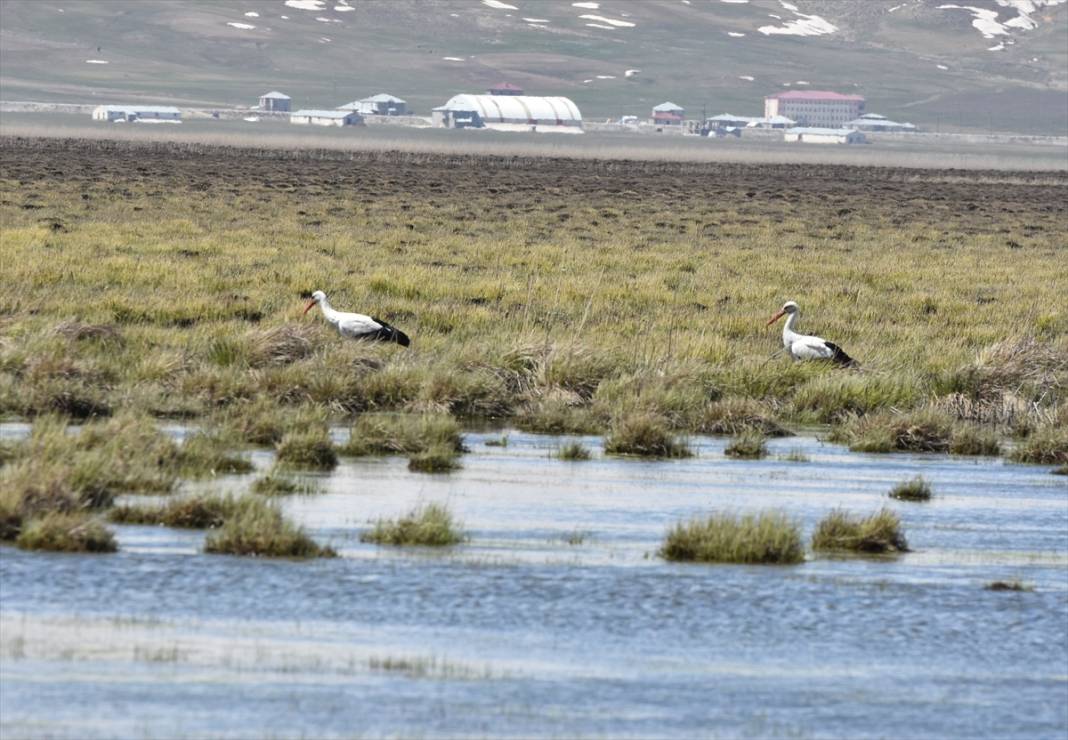 Yüksekova Nehil Sazlığı göçmen kuşlarla şenlendi 11