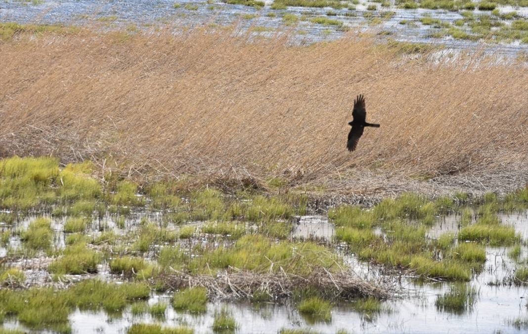 Yüksekova Nehil Sazlığı göçmen kuşlarla şenlendi 12