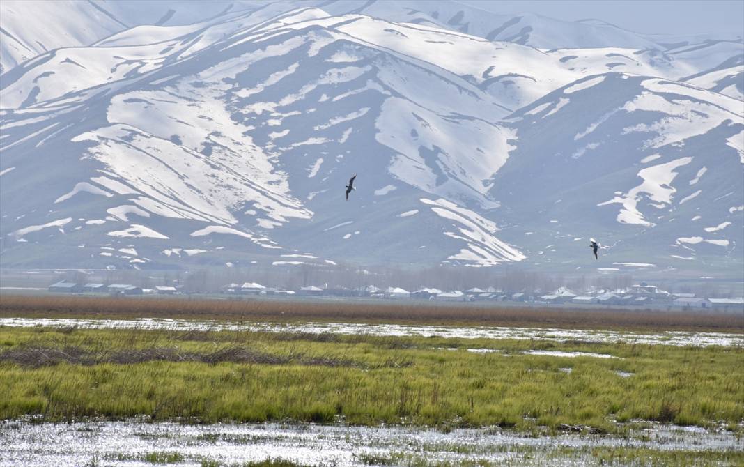 Yüksekova Nehil Sazlığı göçmen kuşlarla şenlendi 7