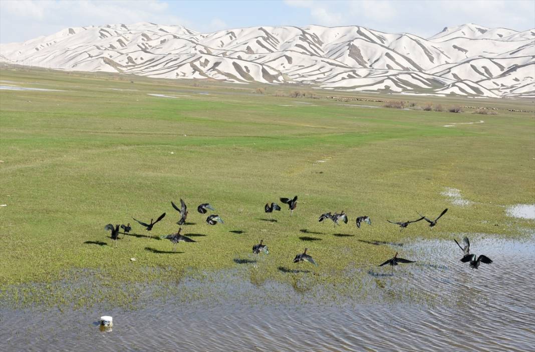 Yüksekova Nehil Sazlığı göçmen kuşlarla şenlendi 8