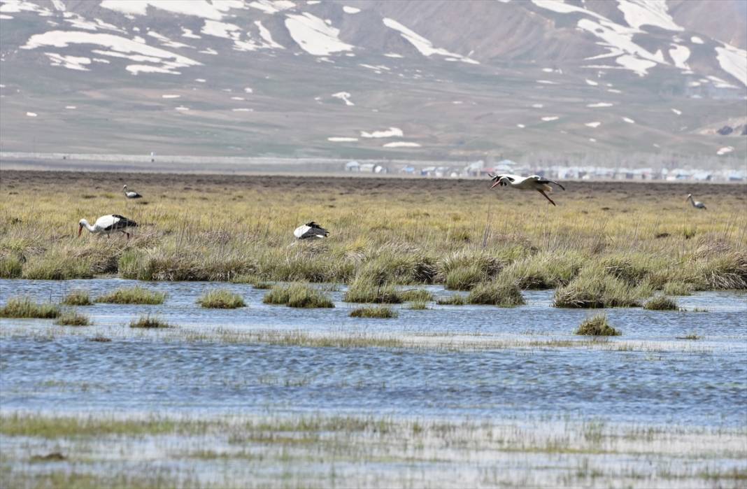 Yüksekova Nehil Sazlığı göçmen kuşlarla şenlendi 9
