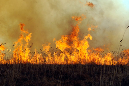 Yüksekova'da yangın: Nehil sazlığı kül oldu 1