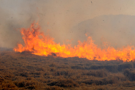 Yüksekova'da yangın: Nehil sazlığı kül oldu 12