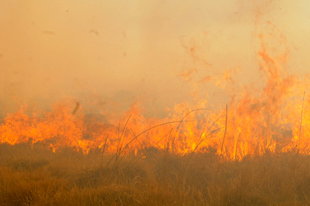 Yüksekova'da yangın: Nehil sazlığı kül oldu 14