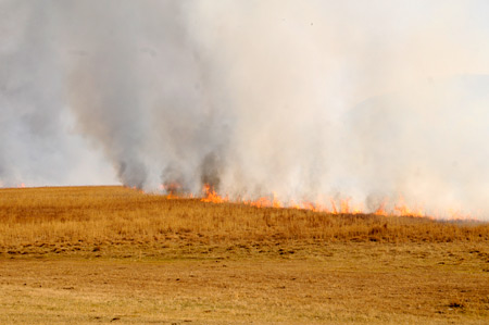 Yüksekova'da yangın: Nehil sazlığı kül oldu 16