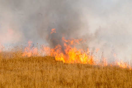 Yüksekova'da yangın: Nehil sazlığı kül oldu 17
