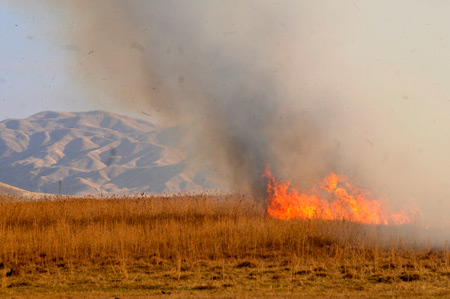 Yüksekova'da yangın: Nehil sazlığı kül oldu 18