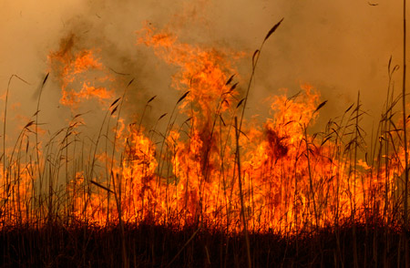 Yüksekova'da yangın: Nehil sazlığı kül oldu 36