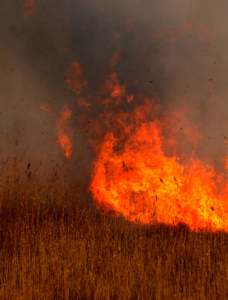 Yüksekova'da yangın: Nehil sazlığı kül oldu 39