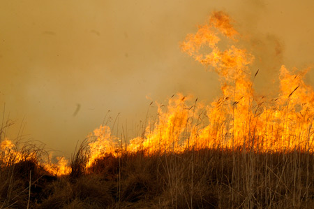 Yüksekova'da yangın: Nehil sazlığı kül oldu 7
