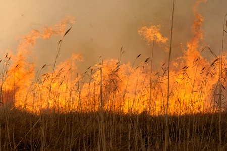 Yüksekova'da yangın: Nehil sazlığı kül oldu 8