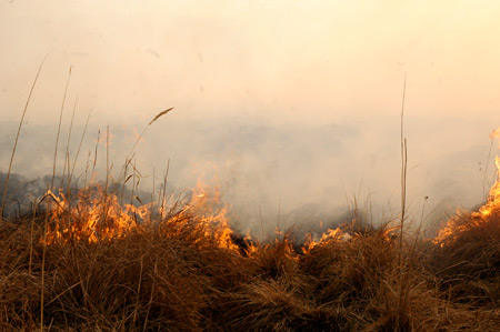 Yüksekova'da yangın: Nehil sazlığı kül oldu 9