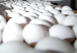 Yumurta üretimi azaldı
