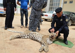 Halepçe’de bir ‘leopar’ ölü bulundu