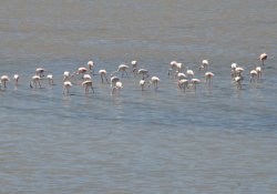 Flamingoların Görsel Şöleni