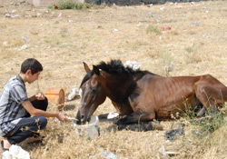 Vatandaşlar Yaralı At İçin Yardım Bekliyor