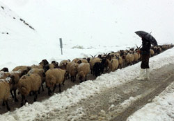 Yüksekova'da binlerce koyun yaylalarda mahsur kaldı